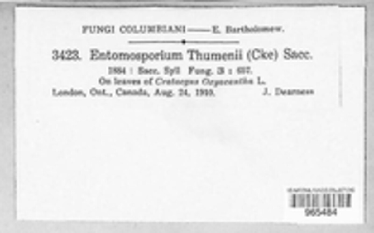 Entomosporium thuemenii image